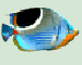 more_24.gif